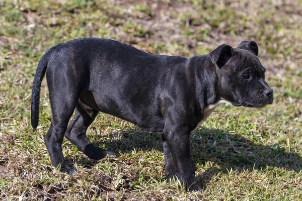 Black Staffordshire Bull Terrier Puppy Standing on Dry Lawn — Stock Photo, Image