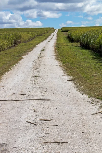 Rural Dirt Farm Road Corriendo a través de campos de caña de azúcar — Foto de Stock