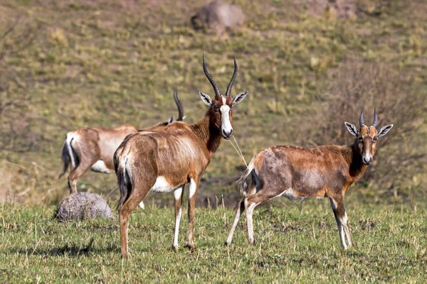 Três Alerta Blesbok em pé na paisagem de pastagens de inverno seco — Fotografia de Stock