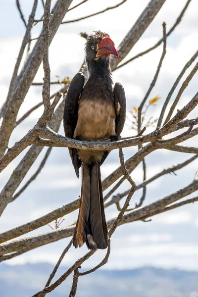 Portrail koronowany Hornbill ptak siedzący na gałęzi — Zdjęcie stockowe