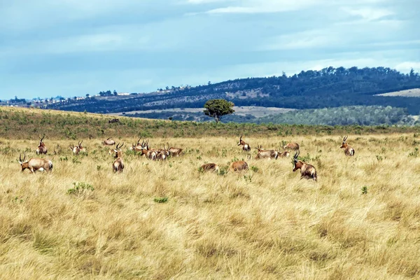 乾燥の冬草地景観の給餌 Blesbok の群れ — ストック写真