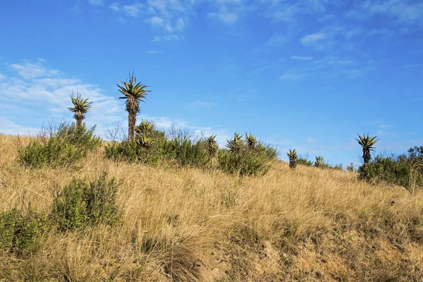 Plantas de Aloe y pastizales de invierno contra el cielo azul nublado — Foto de Stock