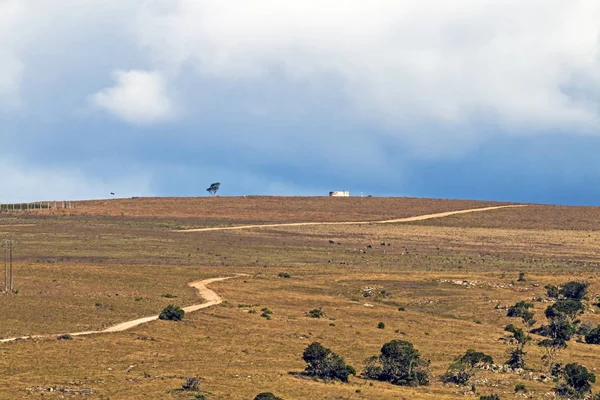 Landsbygdens torr vinter Vegetation blå molnig himmel vildmarken Landscap — Stockfoto