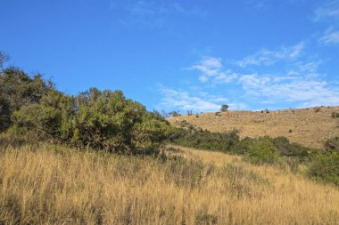 Kırsal kuru kış bitki örtüsü mavi bulutlu gökyüzü vahşi Landscap