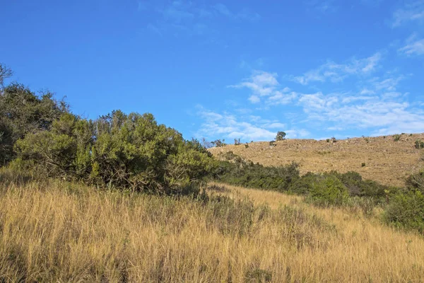 Kırsal kuru kış bitki örtüsü mavi bulutlu gökyüzü vahşi Landscap