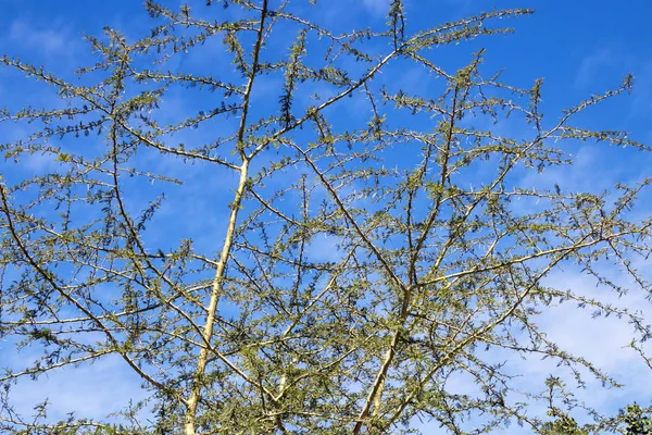 Kuru diken ağaç dalları mavi bulutlu gökyüzü karşı