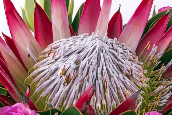 Extremo close-up de padrões de flor de Protea e texturas — Fotografia de Stock