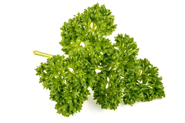 Sprig of Green Foilage of Parsley Herb Plant — Stock Photo, Image