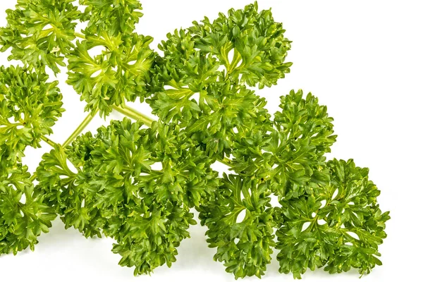 Rametto di Foilage verde della pianta dell'erba del prezzemolo — Foto Stock