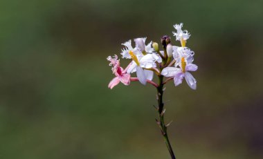 Pembe ve beyaz Epidendrum Orkide cins arka plan bulanık