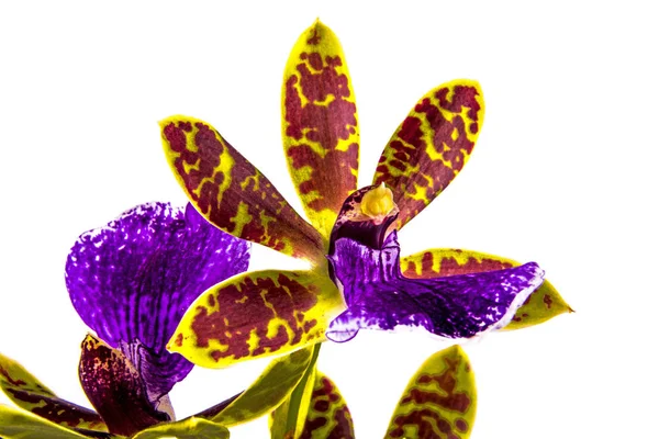 Violett gelb und rot oncidium Orchidee auf weißem Hintergrund — Stockfoto