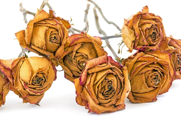 Memory Concept Collection of Dead Yellow Roses — Stock Photo, Image