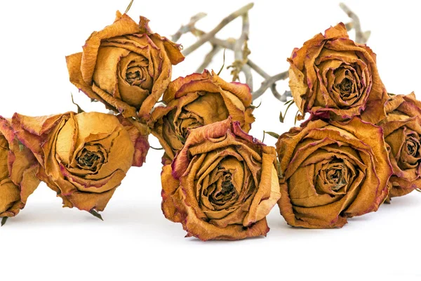 Memory Concept Collection of Dead Yellow Roses — Stock Photo, Image