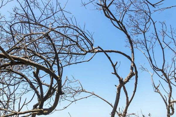 Ramas de Árboles Siluetadas contra el Cielo Azul Fondo —  Fotos de Stock