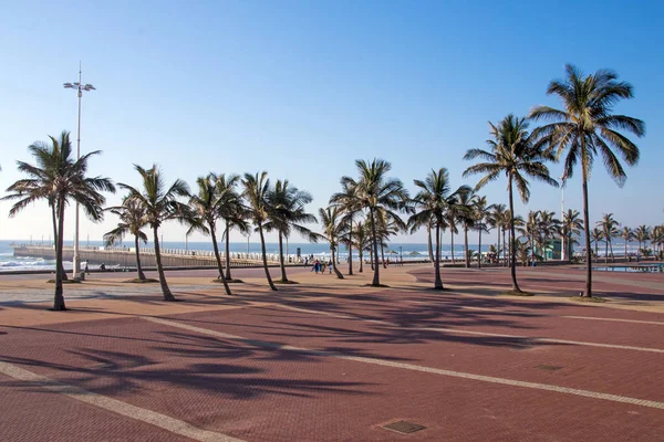 Palm Trees and Coastal Blue Sky Beachfront — стоковое фото