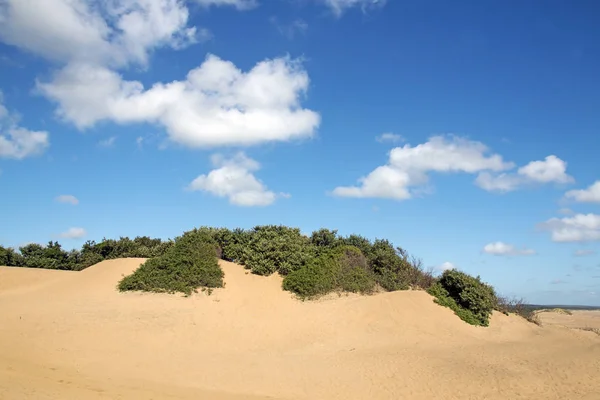 Mtunzini Beach Paisagem costeira na África do Sul — Fotografia de Stock