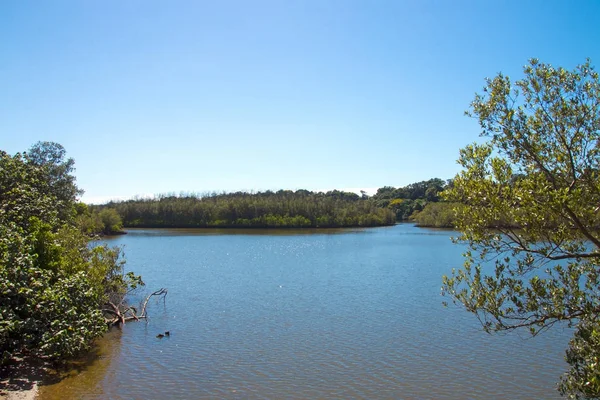 Lagune à Umlalazi Nature Reserve à Mtunzini Afrique du Sud — Photo