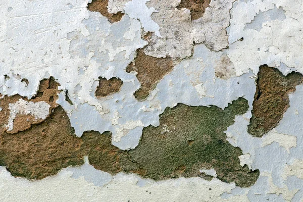 Зеленый плесень грибок и пилинг и шелушение краски — стоковое фото