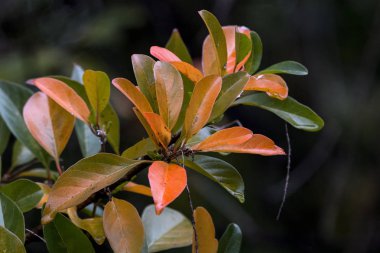  Desen ve dokuları sonbahar renkli yapraklarda dalı 