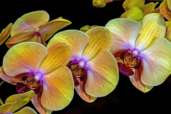 Motif et texture des fleurs jaunes d'orchidée de Phalaenopsis — Photo