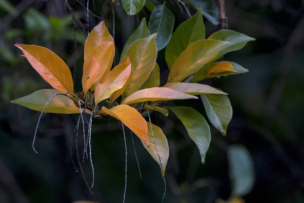 Branche de motifs et de textures sur les feuilles colorées d'automne — Photo