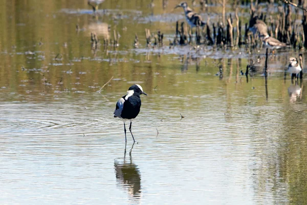 Mangrov bataklık Güney Afrika'da yiyecek arama demirci cılıbıt