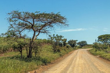 Boş toprak yol ağaçlar ve şeker kamışı tarlaları