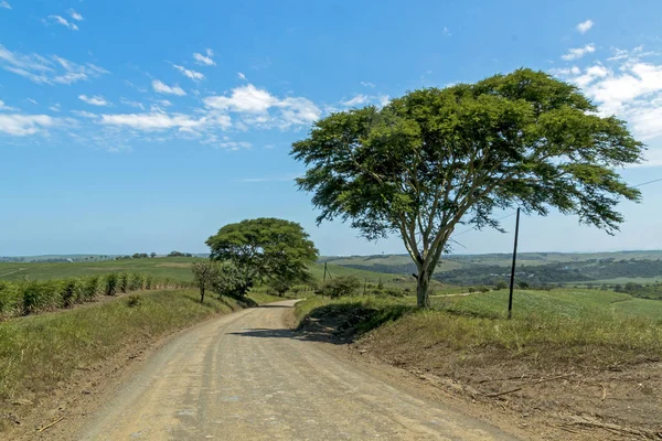 Empty Dirt Road Through Trees and Sugar Cane Plantations — Stock Photo, Image