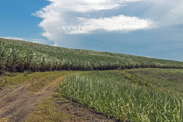 Piste de saleté vide à travers les arbres et les plantations de canne à sucre — Photo