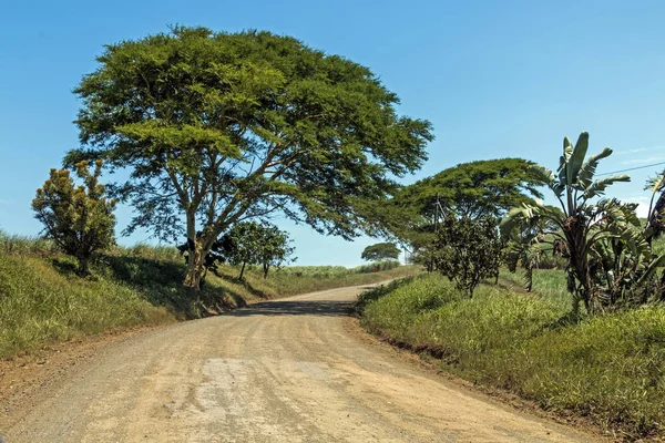 Camino de tierra vacío a través de árboles y plantaciones de caña de azúcar — Foto de Stock