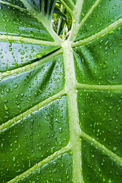 Padrões molhados e texturas do fundo da planta da folha verde — Fotografia de Stock