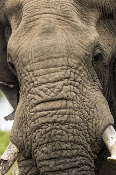 Elefantenkopf Rüssel Stoßzahn Muster und Struktur — Stockfoto