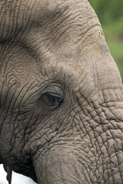 Extreme Nahaufnahme von Haut und Auge eines afrikanischen Elefanten — Stockfoto