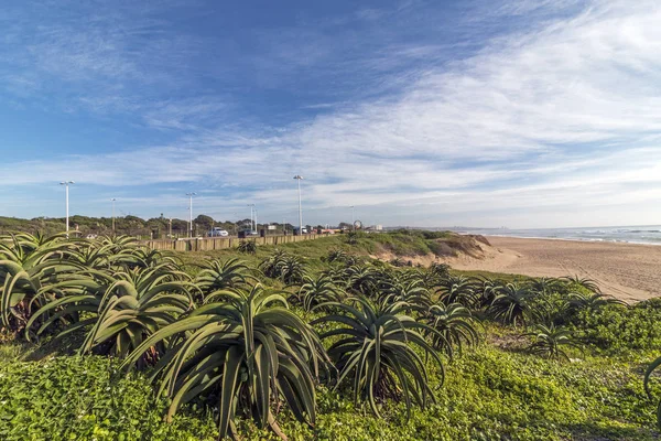 Végétation des dunes Aloès Plantes Ciel bleu nuageux Paysage côtier — Photo