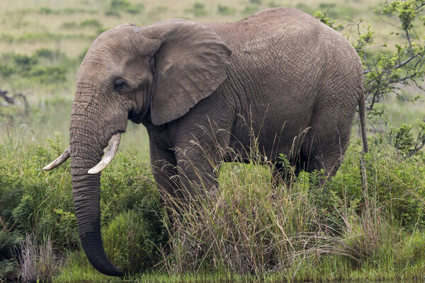 Single African elephant drinking at water hole in lush green bush and grassland in South Africa