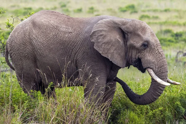 Afrikanischer Elefant trinkt am Wasserloch in Südafrika — Stockfoto