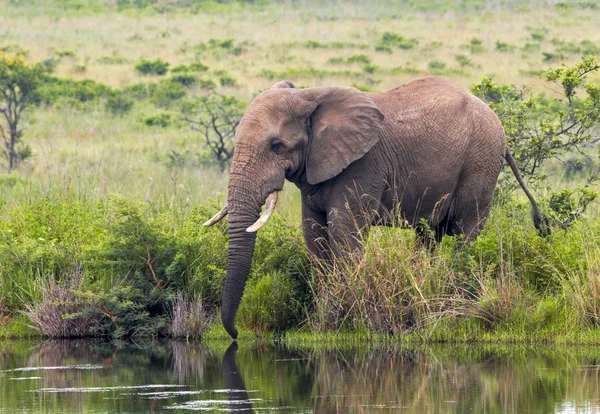 Elefante africano che beve al Waterhole in Sud Africa — Foto Stock