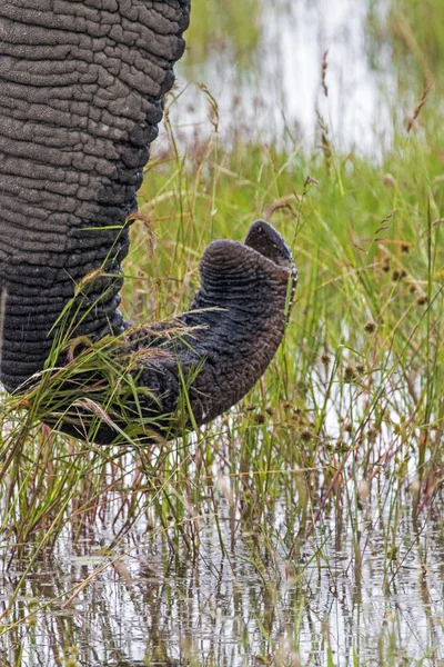 Extreme close-up van gekruld olifant Trunk drinkwater — Stockfoto