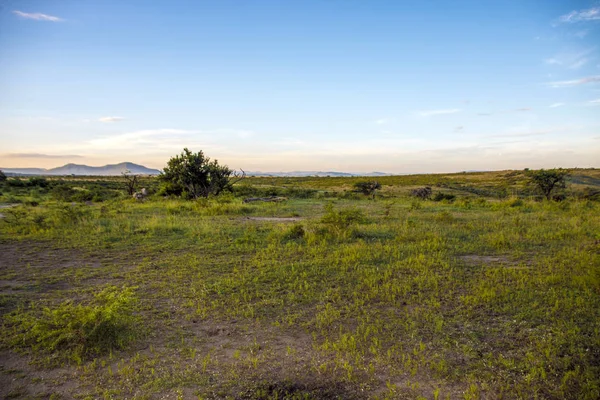 Droge Bush en grasland met blauwe MWTV Skyline landschap — Stockfoto