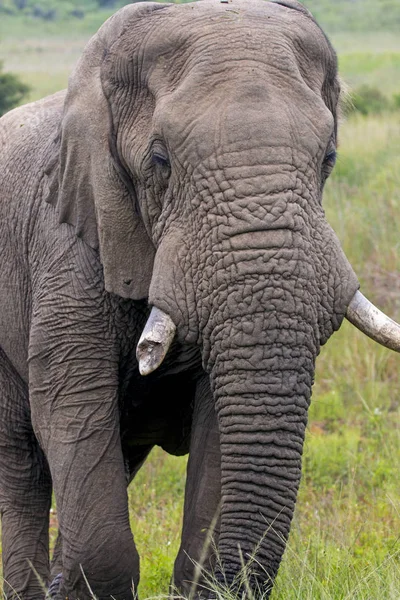 Elefant steht in sattgrünem Busch und Grasland — Stockfoto