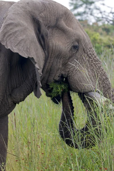 Elefante comendo em exuberante Bush verde e pastagem — Fotografia de Stock