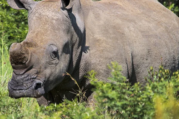 Endangerd Dehorned Rhinoceros rătăcind prin Bushland — Fotografie, imagine de stoc