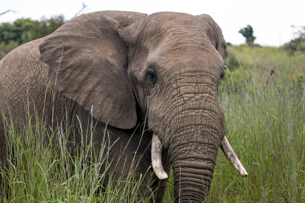 Elefante in piedi in lussureggiante cespuglio verde e prateria — Foto Stock