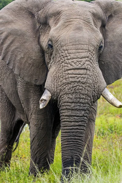 Elefant steht in sattgrünem Busch und Grasland — Stockfoto