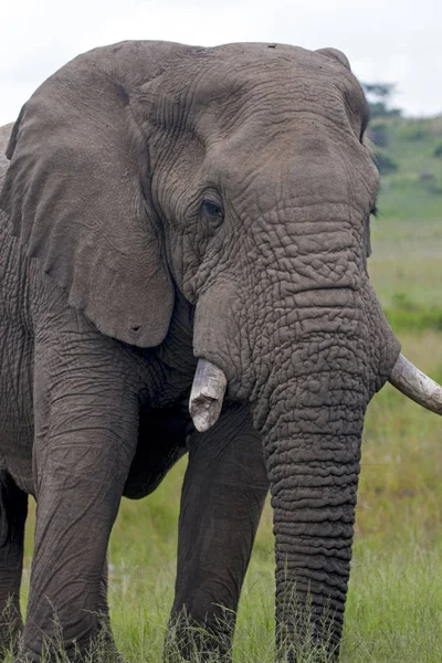 Elefant steht in sattgrünem Busch und Grasland — Stockfoto
