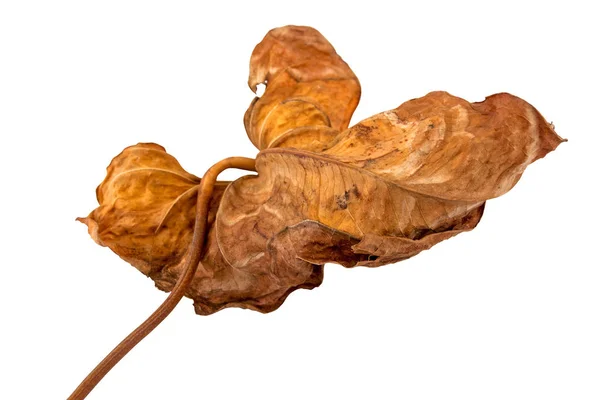 Rozkładające się kolorowe wzorki i tekstury na białym tle jesienny liść — Zdjęcie stockowe