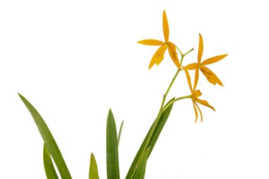 Benekli tavus kuşu çiçek benekli orkide yaprakları Oange ve kök