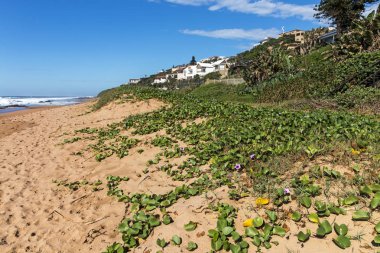 Dune Vegetaation Beach denizle mavi bulutlu kıyı deniz manzarası 