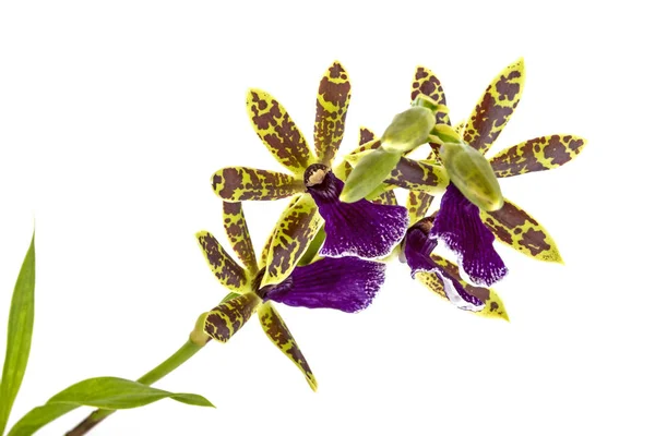 Modelli colorati e texture di fioritura viola Oncidium Orchi — Foto Stock