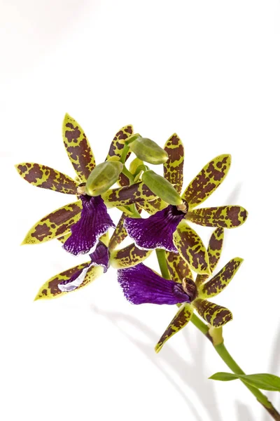 Modelli colorati e texture di fioritura viola Oncidium Orchi — Foto Stock